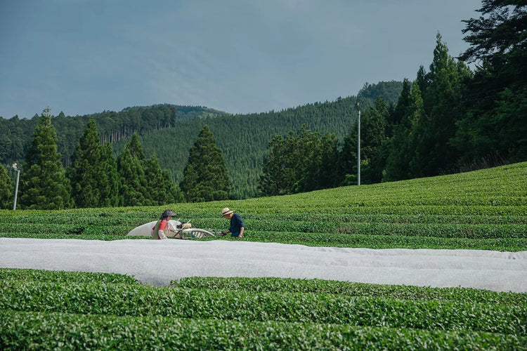 Campos de té de Haruno, Shizuoka, Japón.